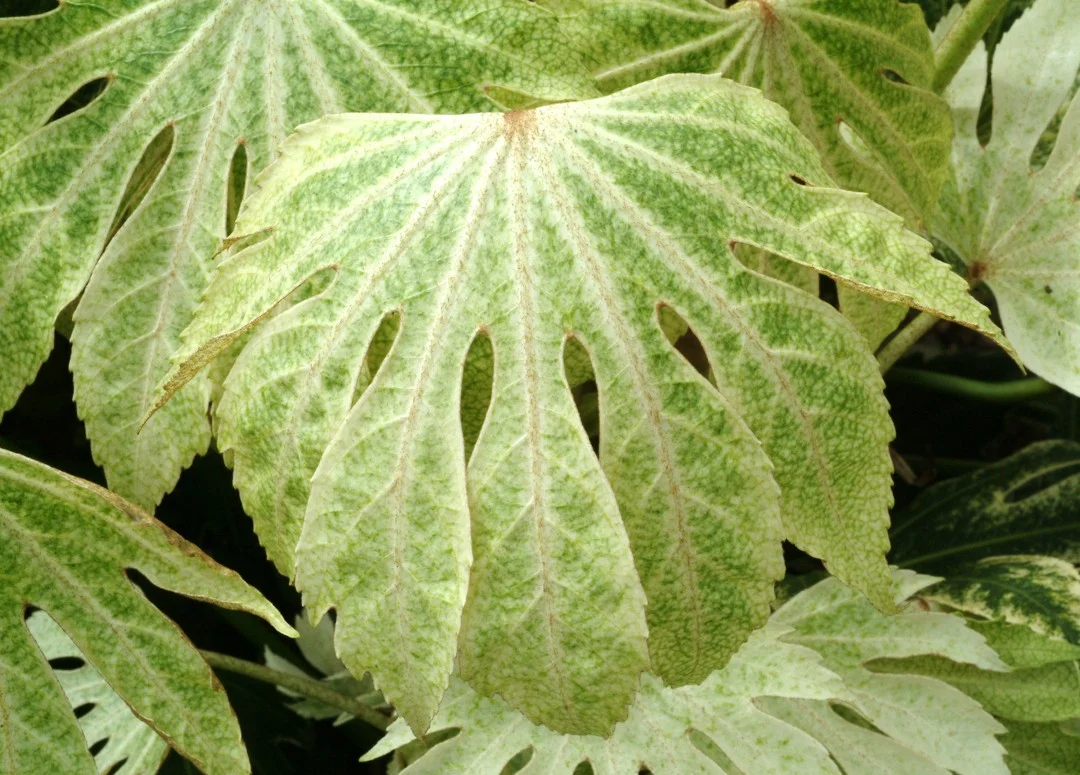hedging4411078