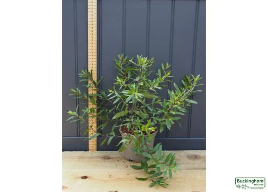 hedging4411194