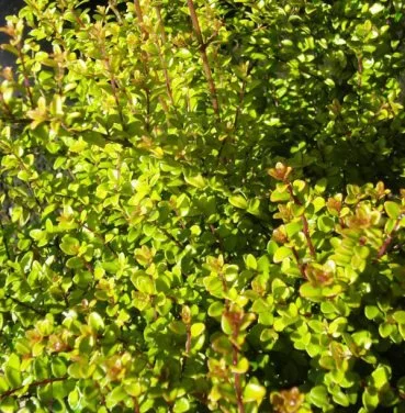 hedging4411388