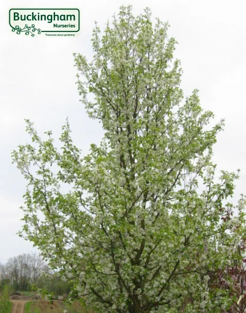 hedging4411648