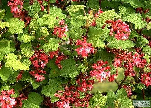 hedging4411774