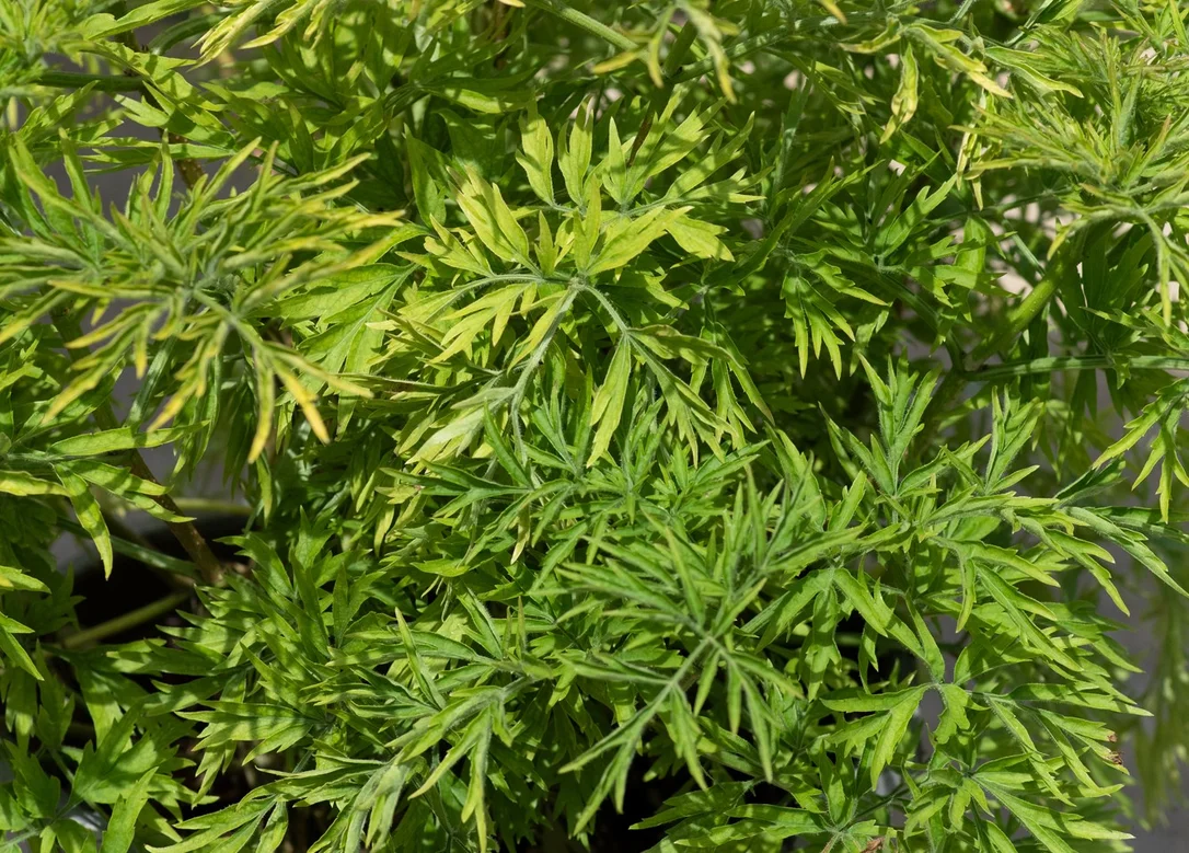 hedging4411822