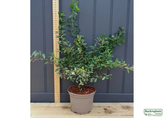 hedging4411901