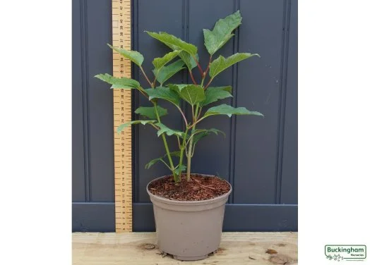 hedging4412019