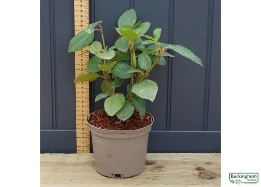 hedging4412063