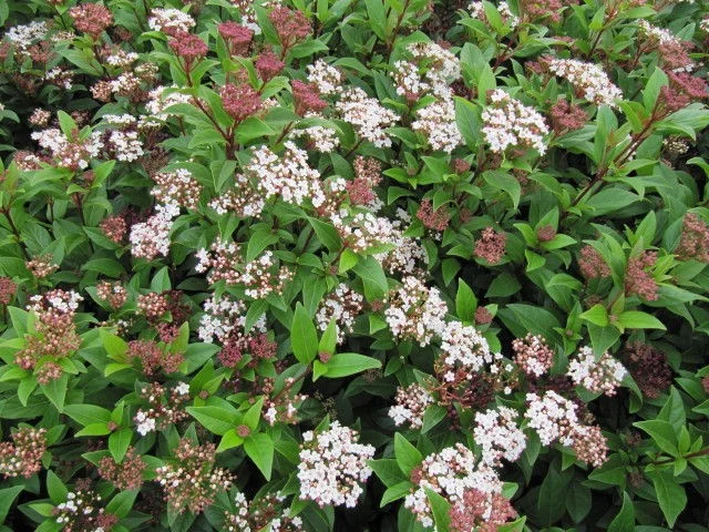 hedging4412085