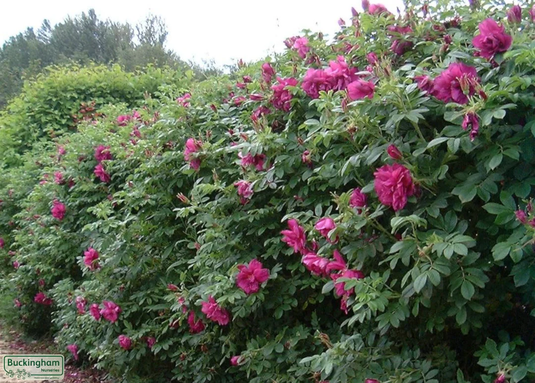 hedging4412866