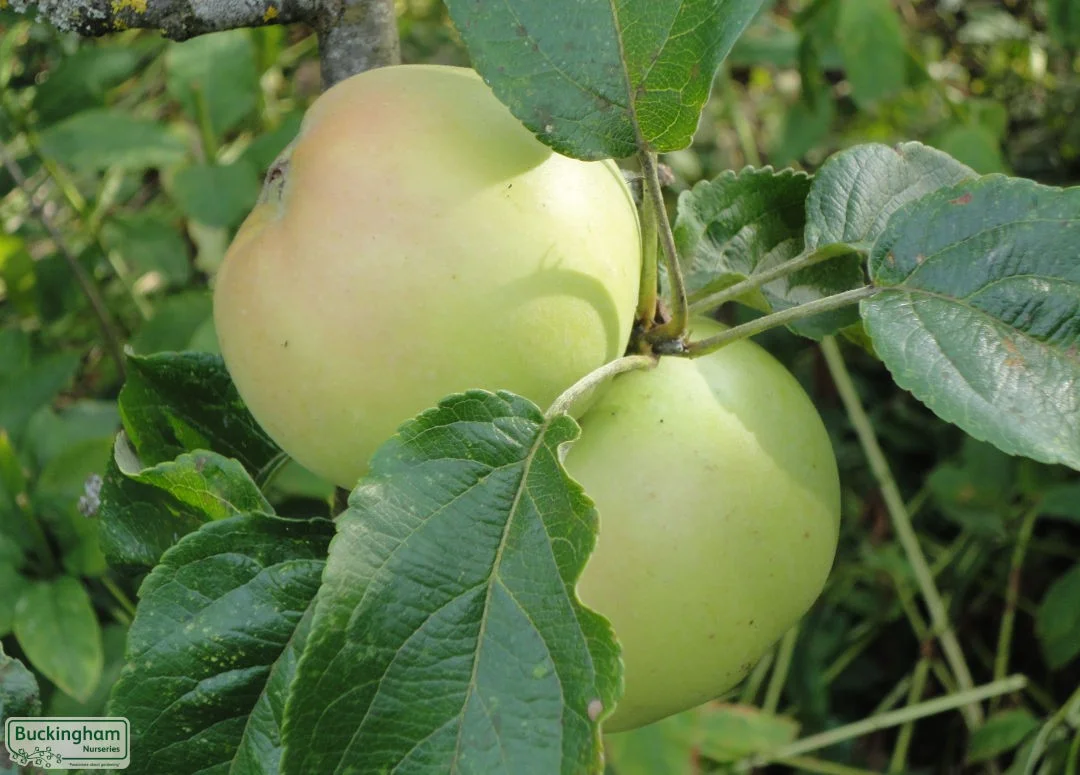 hedging4413104