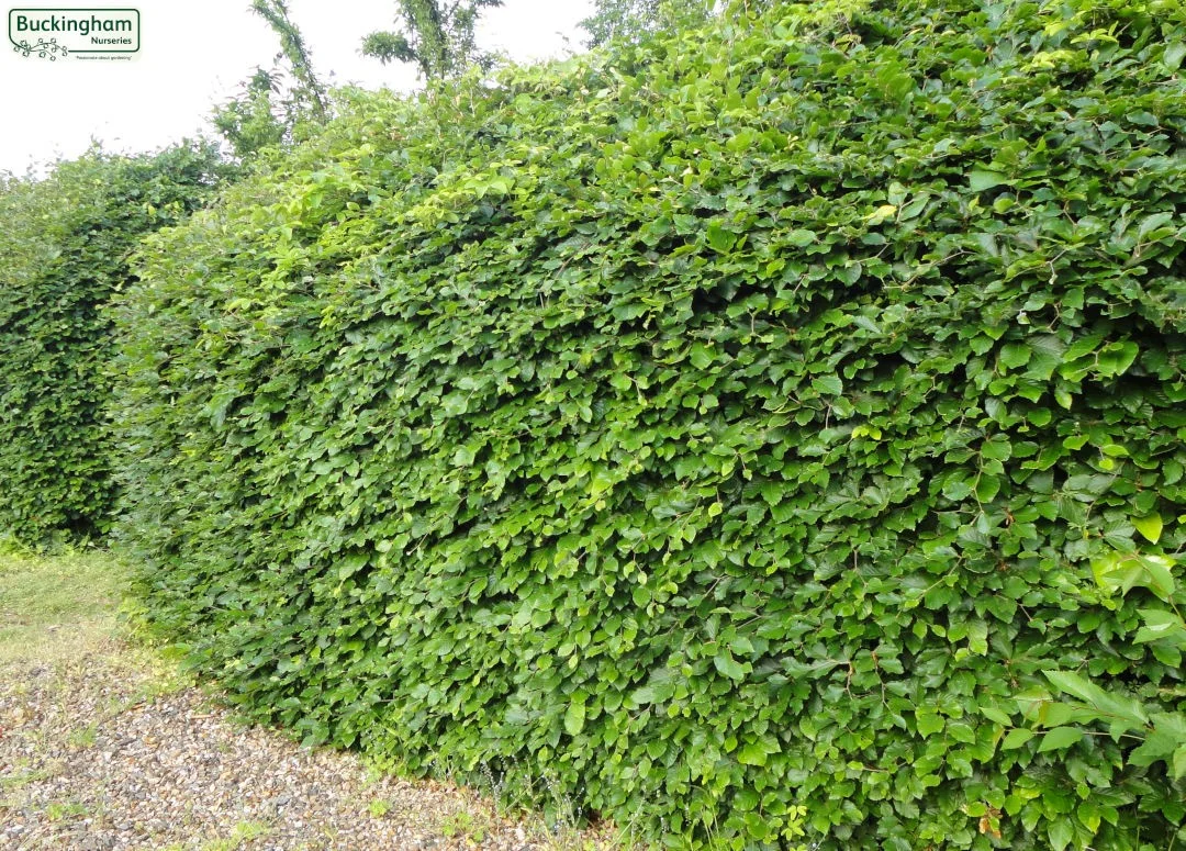 hedging4413278
