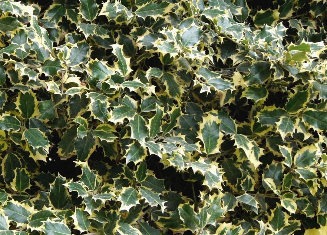 hedging4413373