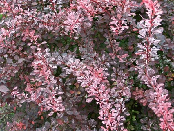 hedging4413399
