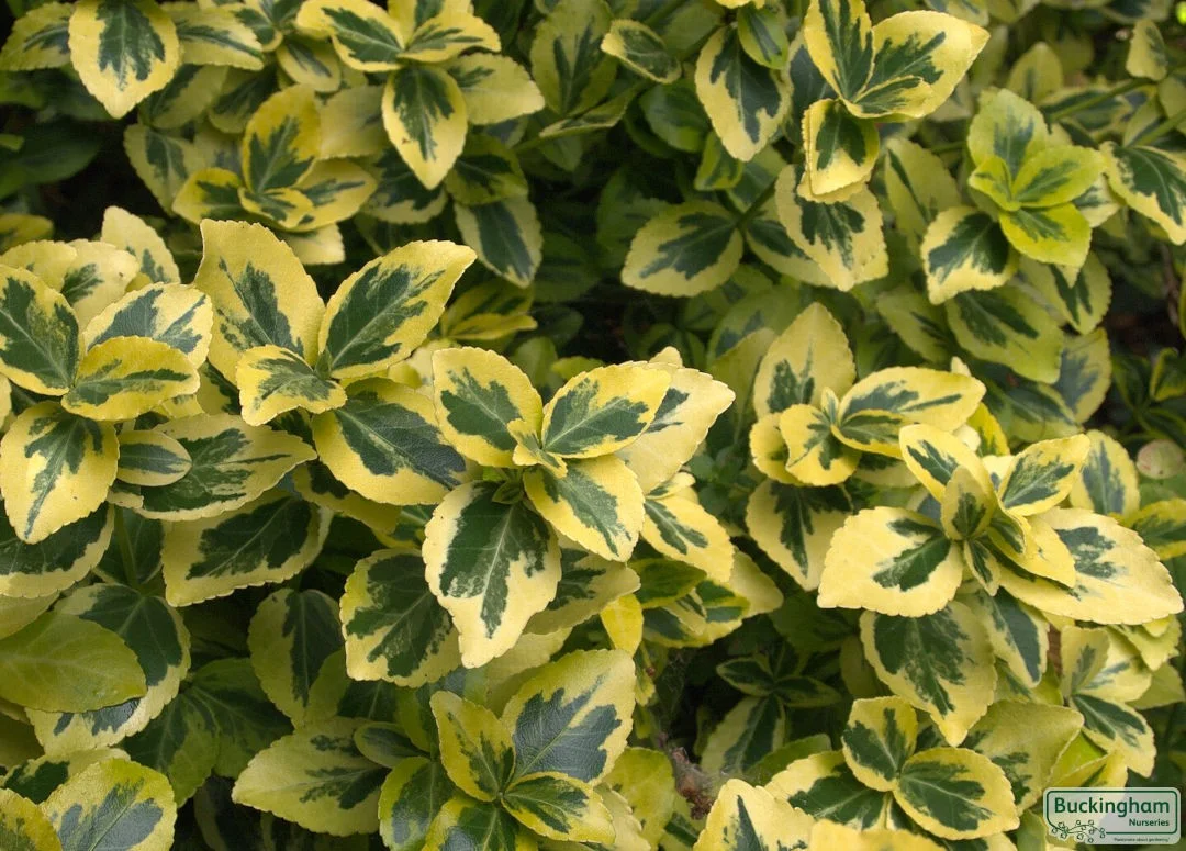 hedging4413441