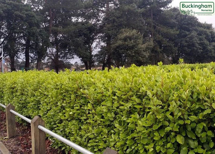 hedging4413470