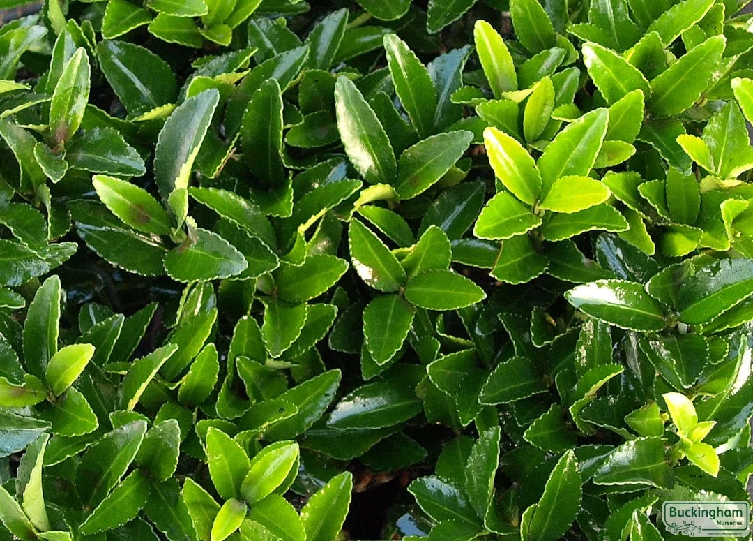 hedging4413636