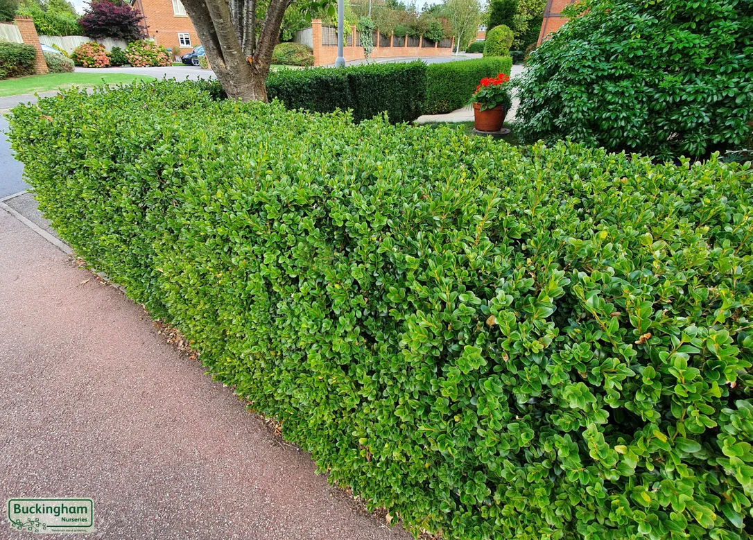 hedging4413689