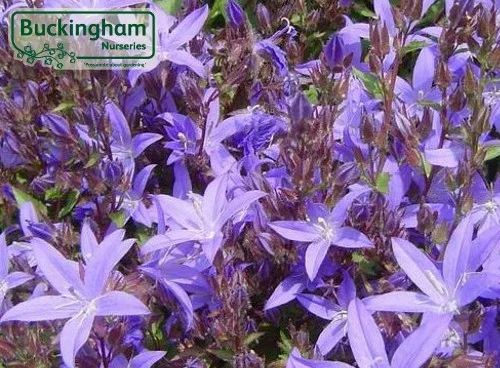 hedging4415117