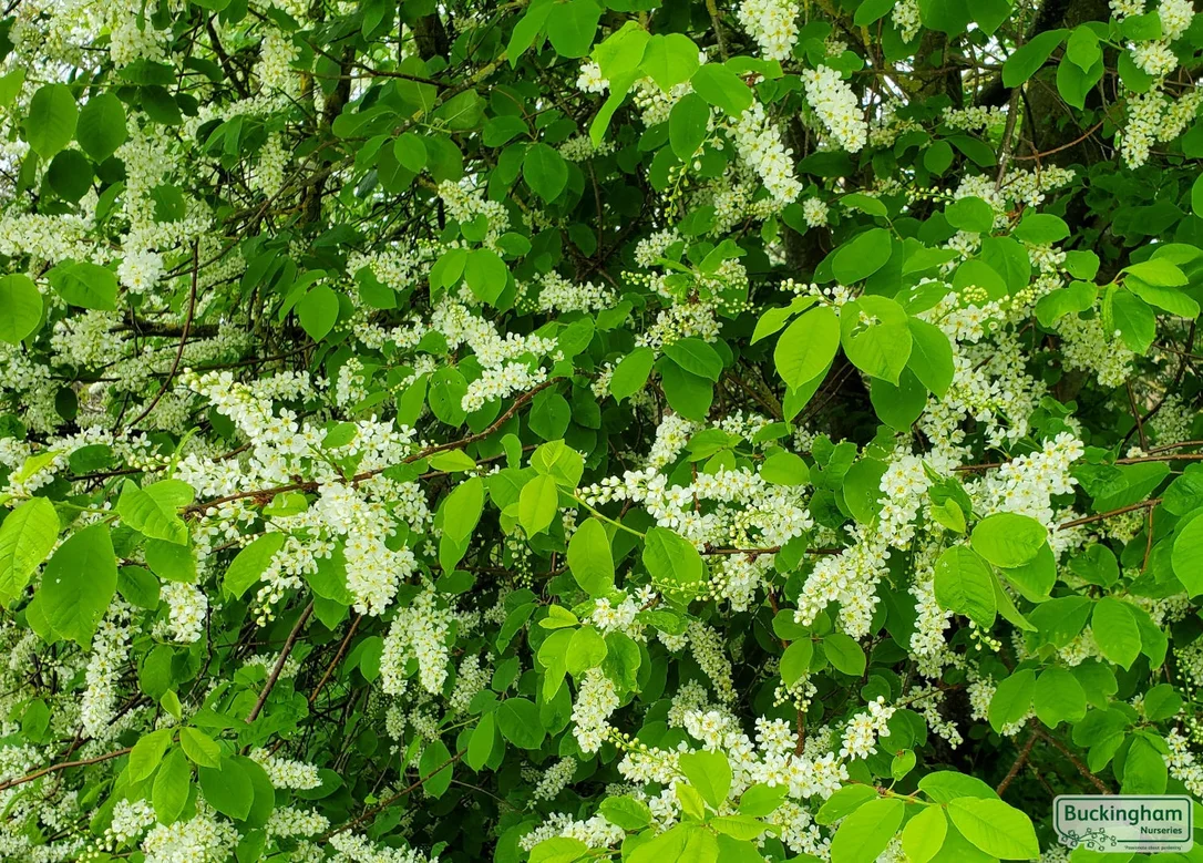 hedging4415213