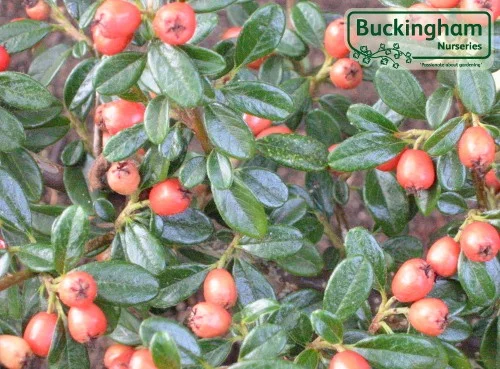 hedging4415270