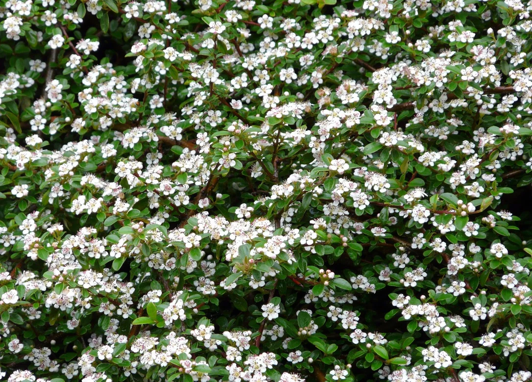 hedging4415297
