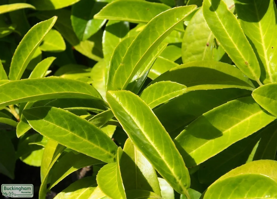 hedging4513208