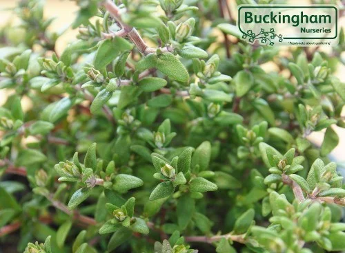 hedging4513216