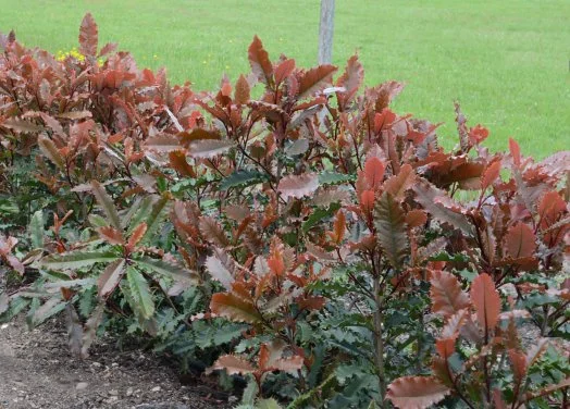hedging4513502