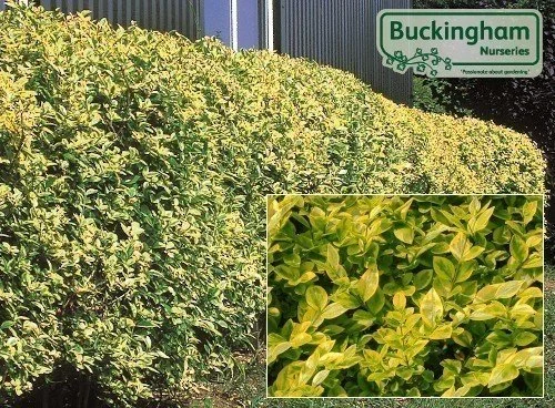 hedging4513525