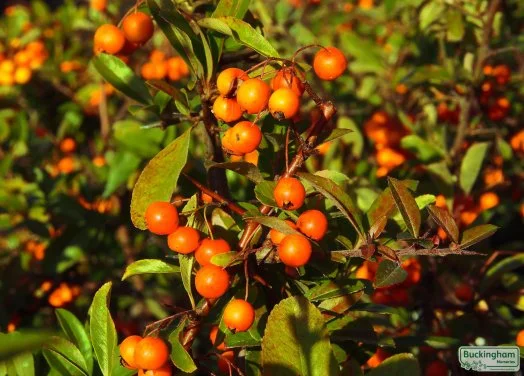 hedging4513539