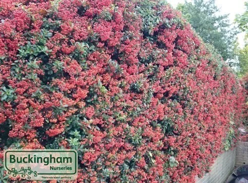 hedging4513554