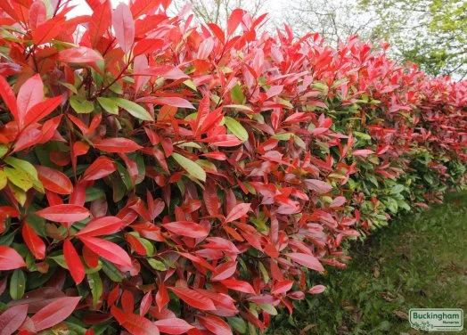 hedging4513641