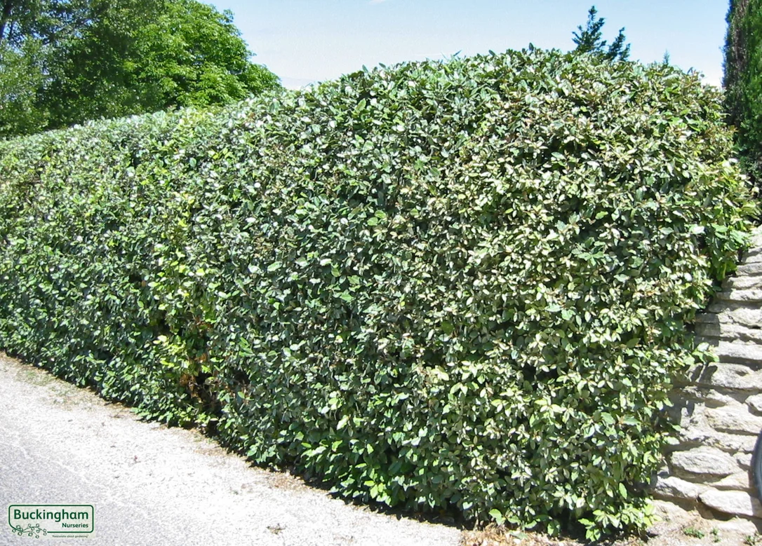 hedging4513673
