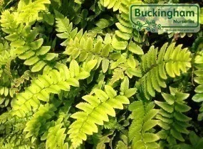 hedging4513762