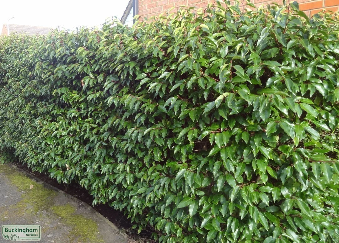 hedging4513787