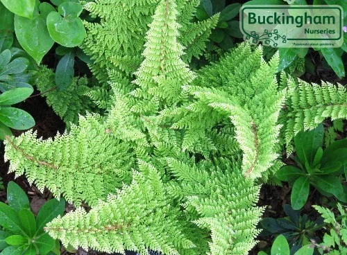 hedging4513816