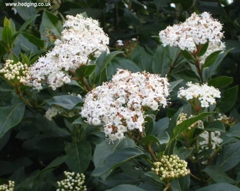 hedging4513824
