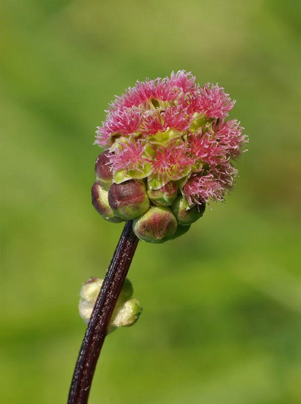 justseed2954820