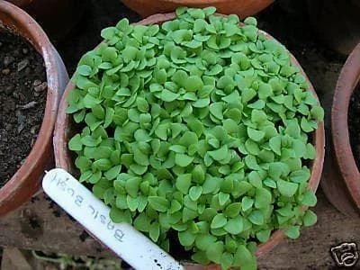 justseed2955549