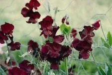 justseed2955591