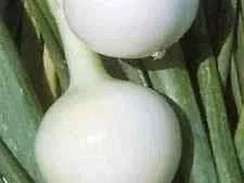 justseed2955696