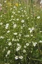 justseed2955709