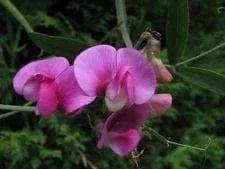 justseed2955815