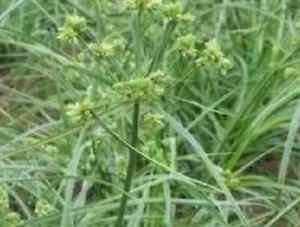 justseed2955828