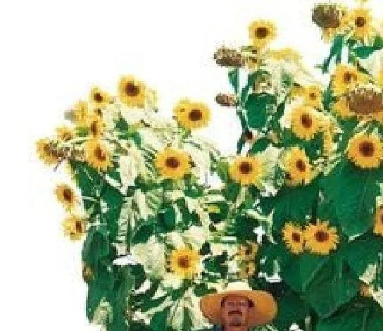 justseed2956549