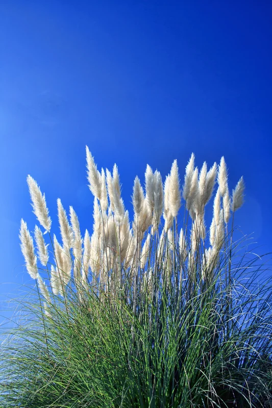 justseed2956680