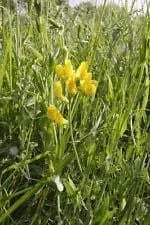 justseed2956801