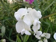 justseed2956936