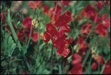 justseed2957090