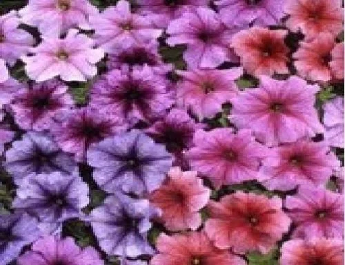 justseed2958637
