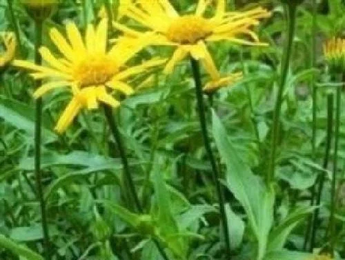 justseed2958725
