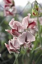justseed2958975
